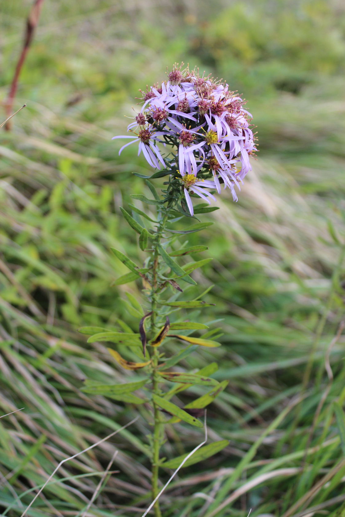 Galatella sedifolia / Astro scabro